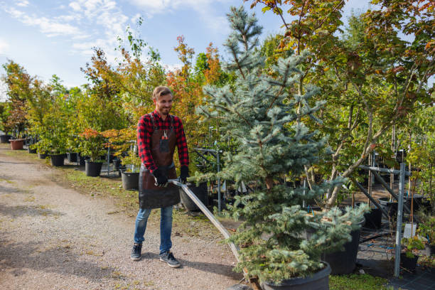 Best Tree Root Removal  in USA